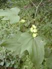 南京泽朗医药科技有限公司,图片