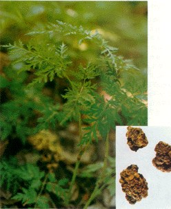 南京泽朗医药科技有限公司 欢迎咨询,图片