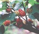 南京泽朗医药科技有限公司,图片