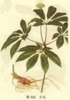 宝鸡国康生物科技有限公司,图片