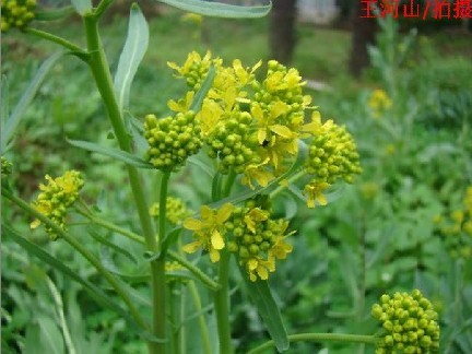 宝鸡浩翔生物技术有限公司,图片