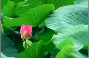 宝鸡浩翔生物技术有限公司,图片