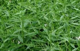 南京泽朗医药科技有限公司骆远萍,图片