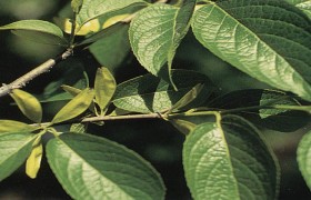 南京泽朗医药科技有限公司骆远萍,图片