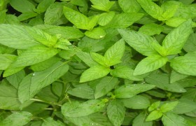 南京泽朗医药科技有限公司骆远萍,图片