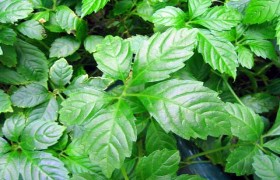南京泽朗医药科技有限公司骆远萍,图片