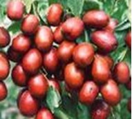 陕西西安斯诺特生物技术有限公司,图片