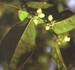 陕西西安斯诺特生物技术有限公司,图片