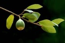 陕西西安斯诺特生物技术有限公司,图片
