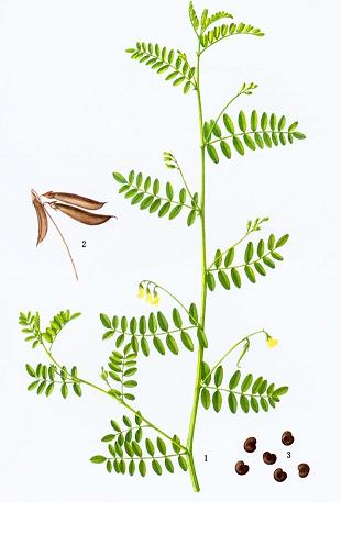 陕西西安斯诺特生物技术有限公司,图片