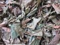 陕西西安斯诺特生物技术有限公司,图片