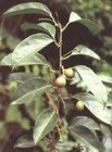 陕西西安斯诺特生物技术有限公司,图片