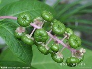 陕西西安斯诺特生物技术有限公司,图片