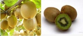 陕西西安斯诺特生物技术有限公司,图片