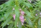 陕西西安斯诺特生物技术有限公司,图片