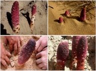 陕西西安斯诺特生物技术有限公司,图片