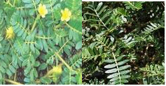 陕西西安斯诺特生物技术有限公司,图片