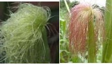 陕西西安斯诺特生物技术有限公司,图片
