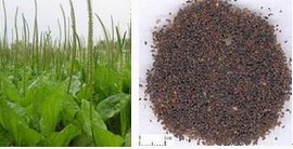 陕西西安斯诺特生物技术有限公司,图片