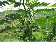 陕西西安斯诺特生物技术有限公司,图片