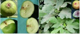 陕西西安斯诺特生物技术有限公司,图片