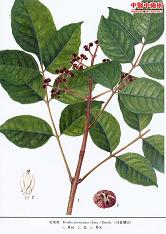 陕西西安斯诺特生物技术有限公司,图片