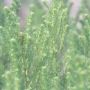 陕西西安斯诺特生物技术有限公司,图片