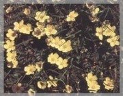 陕西西安斯诺特生物技术有限公司,图片